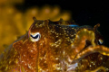   Cuttlefish This shot took one day Manila channel best dive sites you Sabang Mindoro  